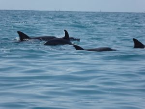 Dolphin Tours