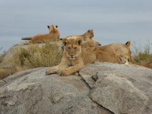 Safari Adventures